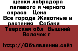 щенки лабрадора палевого и черного окраса › Цена ­ 30 000 - Все города Животные и растения » Собаки   . Тверская обл.,Вышний Волочек г.